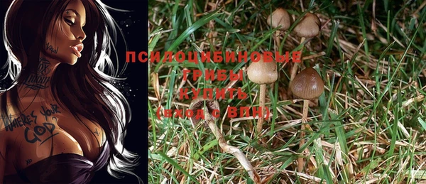 PSILOCYBIN Беломорск